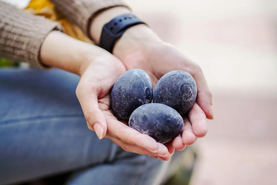 Hands holding black eggs boiled at Owakudani Valley, Hakone.