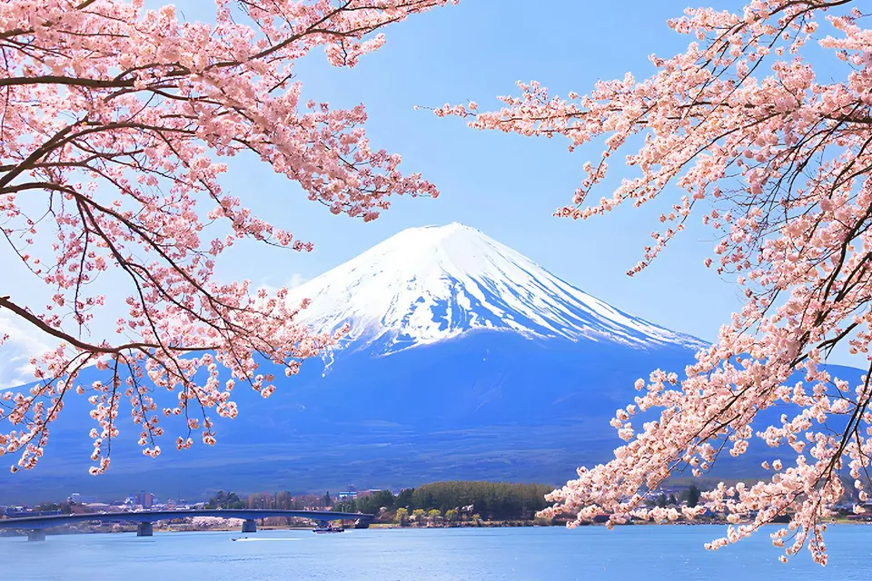 Cherry blossoms framing Mount Fuji in spring, Japan.