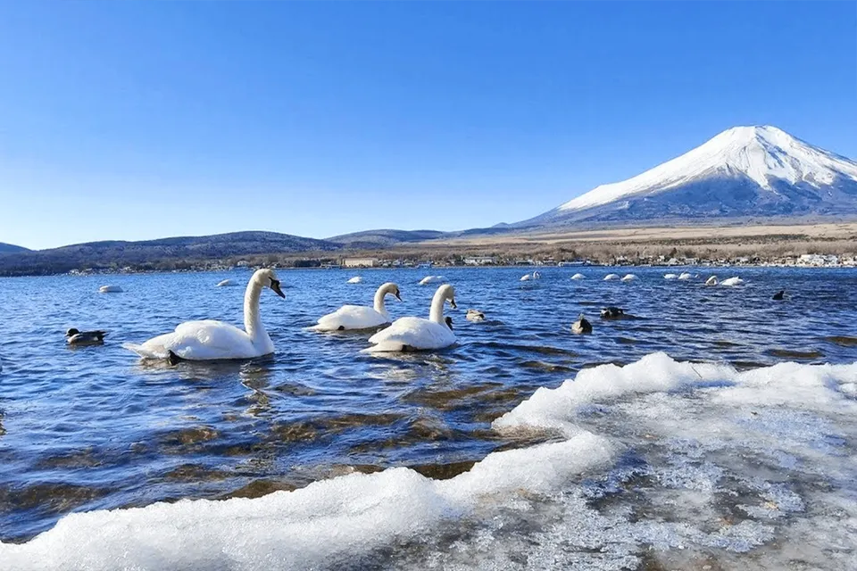 Swans on Lake Yamanaka with Mount Fuji in the background.