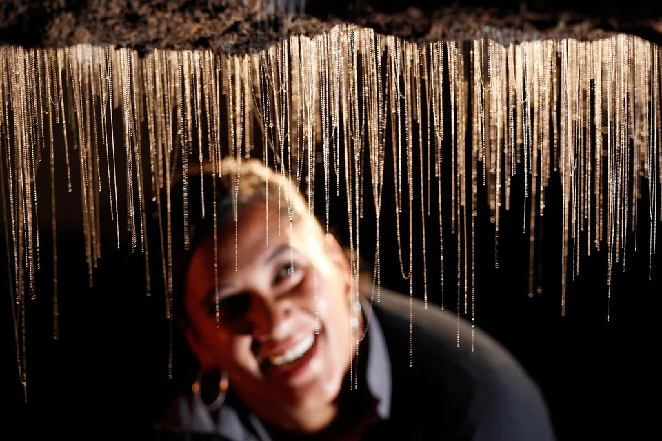 Glowworms hanging in Waitomo Caves during a guided tour.