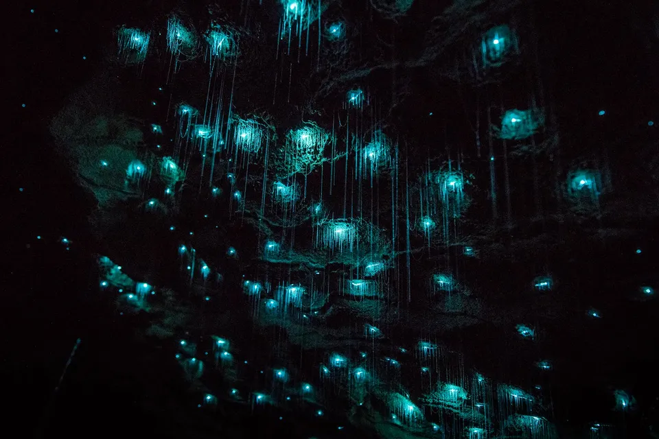 Glowworms illuminating the Waitomo Caves ceiling during a small group tour.