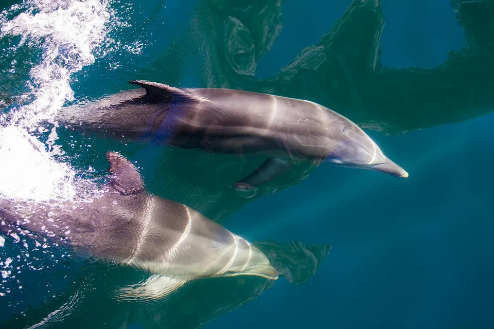 Dolphins swimming in Milford Sound, New Zealand.