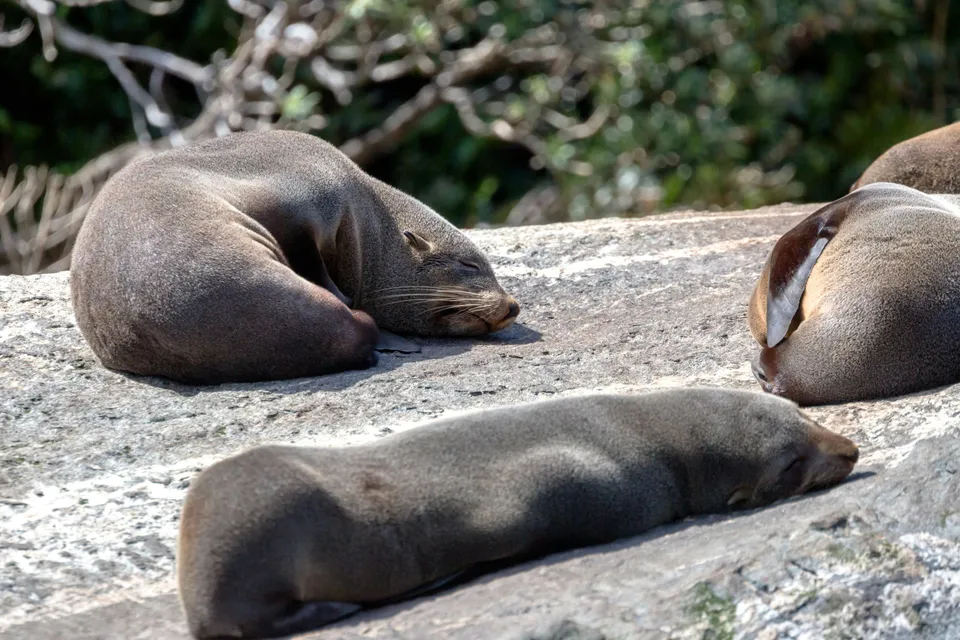 Seals resting on rocks during Milford Sound Extended Cruise in New Zealand.