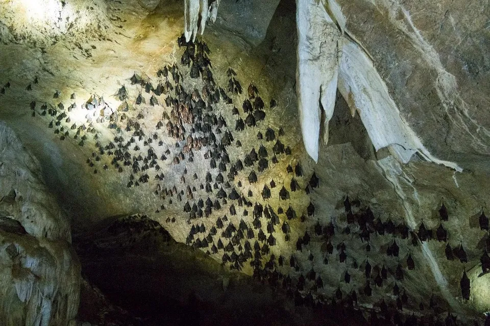 Mangrove & Cave Exploring Tour Langkawi photo 5
