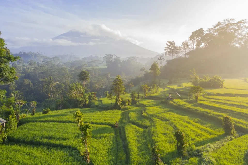 A person walking through bright green rice terraces below a misty mountain at dawn