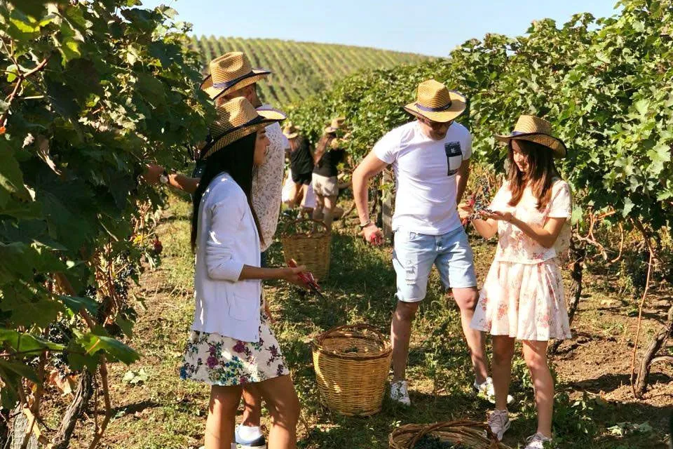 Gabala Wine Factory Tour photo 15