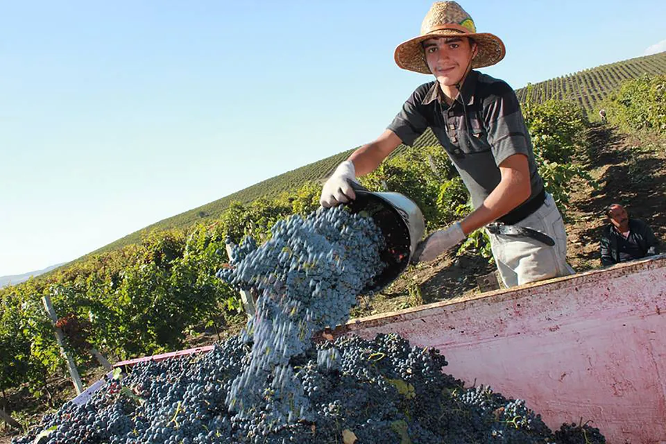 Gabala Wine Factory Tour photo 17
