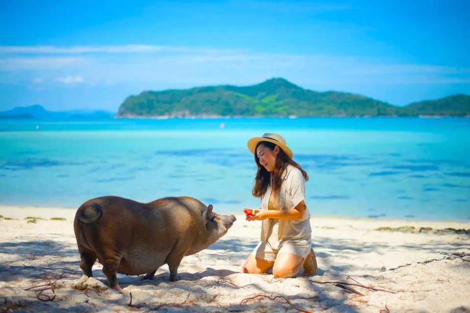 Koh Samui: Private Longtail Boat to Pig Island with Snorkel