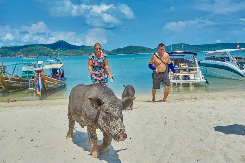 Pig Island by Speed Boat with Buffet Lunch photo 6