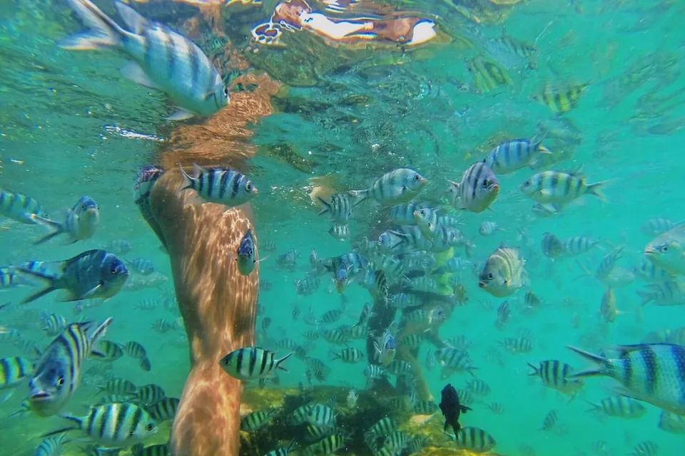 Pig Island by Speed Boat with Buffet Lunch photo 11