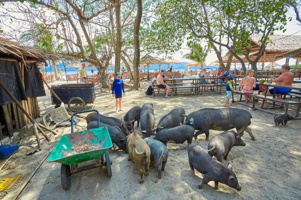 Pig Island by Speed Boat with Buffet Lunch photo 5