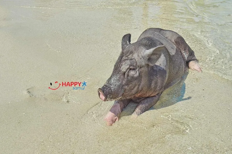 Pig Island by Speed Boat with Buffet Lunch photo 22