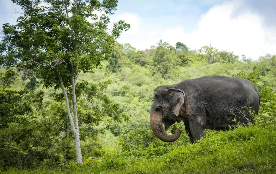 Phuket Elephant Sanctuary: Half-Day photo 4