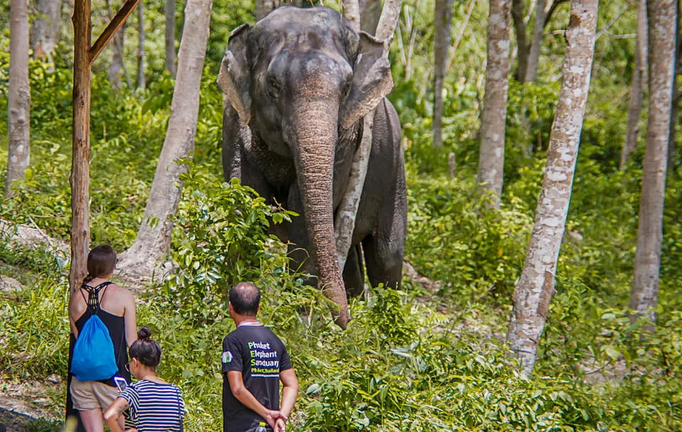 Phuket Elephant Sanctuary: Half-Day photo 3