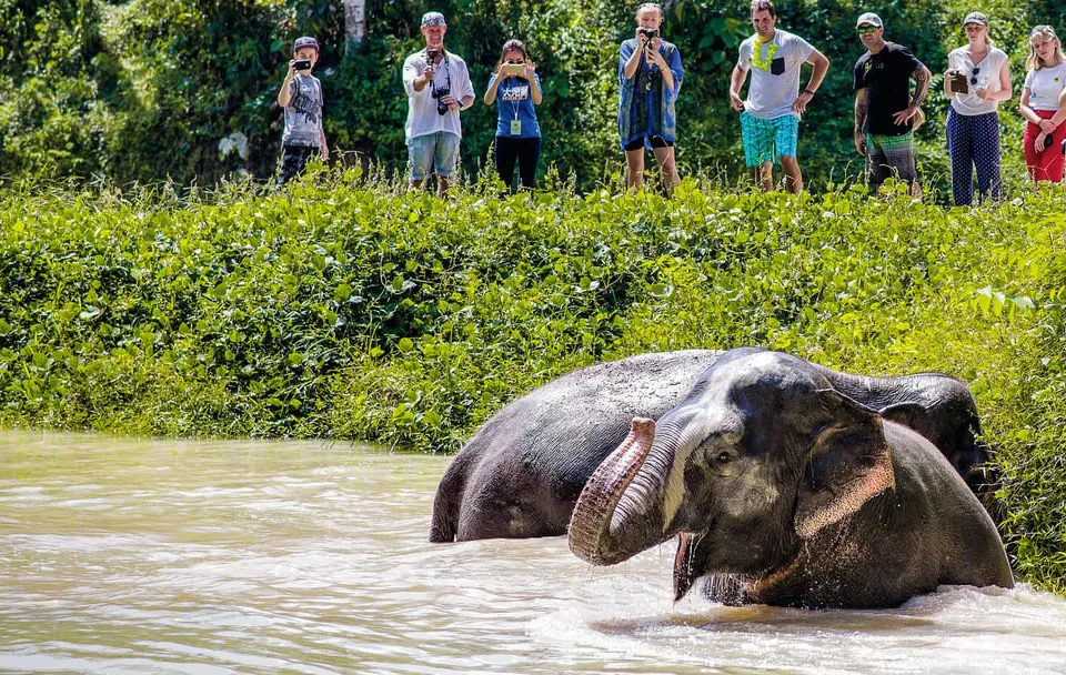 Phuket Elephant Sanctuary: Half-Day