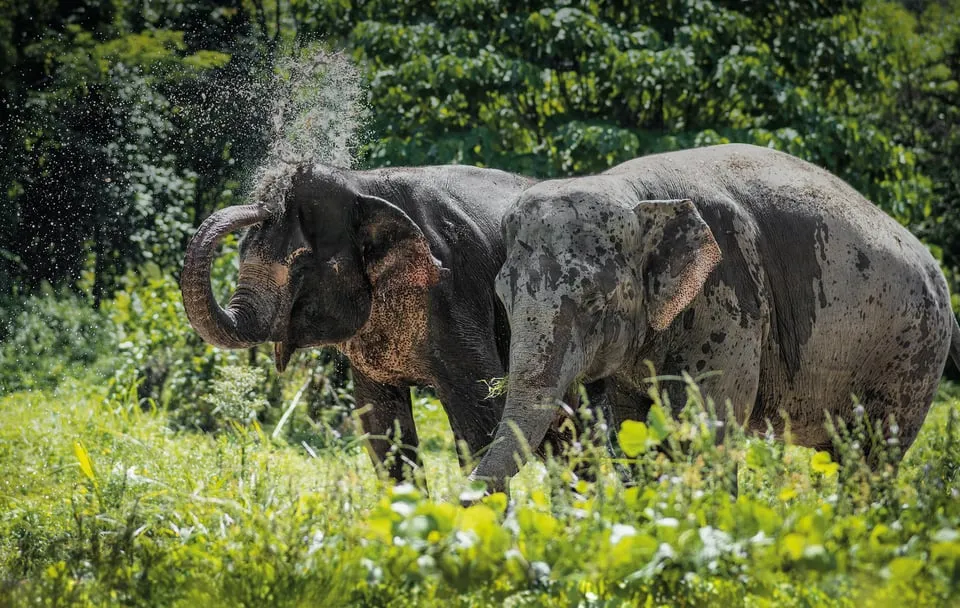 Phuket Elephant Sanctuary: Half-Day photo 2