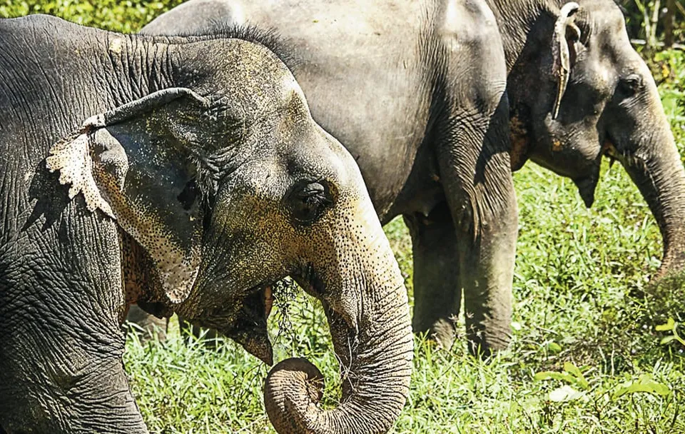 Phuket Elephant Sanctuary: Half-Day photo 9