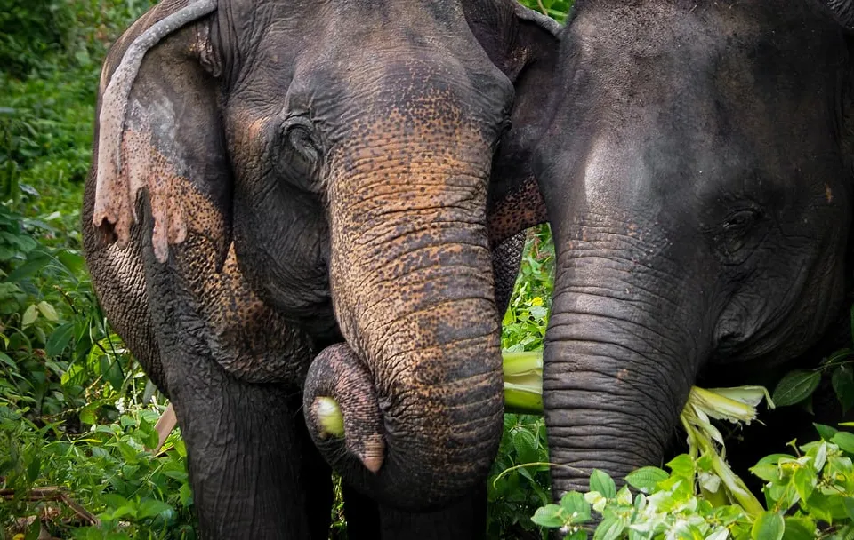 Phuket Elephant Sanctuary: Half-Day photo 7
