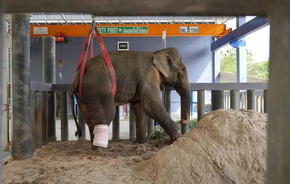 Phuket Elephant Sanctuary: Half-Day photo 12