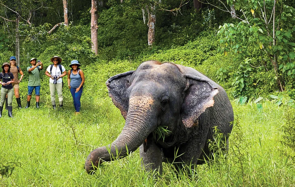 Phuket Elephant Sanctuary: Half-Day photo 10