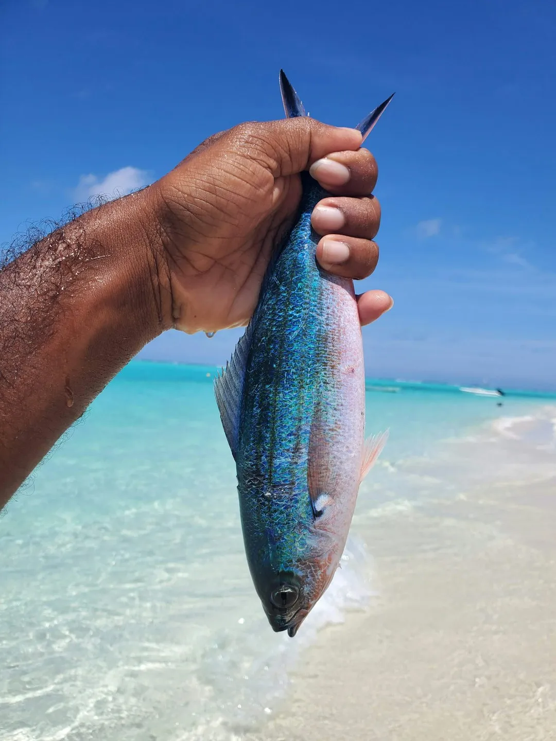 A hand holds a fish near the ocean
