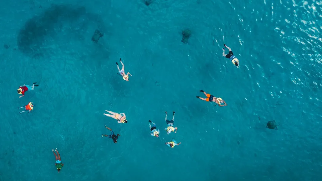 Shark Bay Snorkelling By Arena