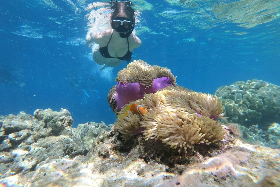 a person swimming in the water near a coral reef