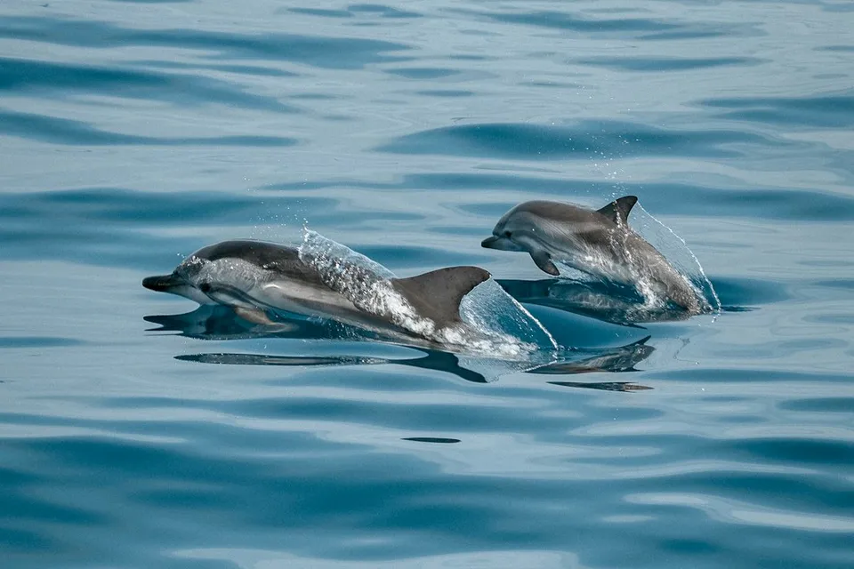 2 dolphins in the water