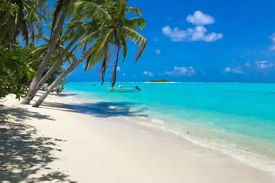 green palm tree on white sand beach during daytime