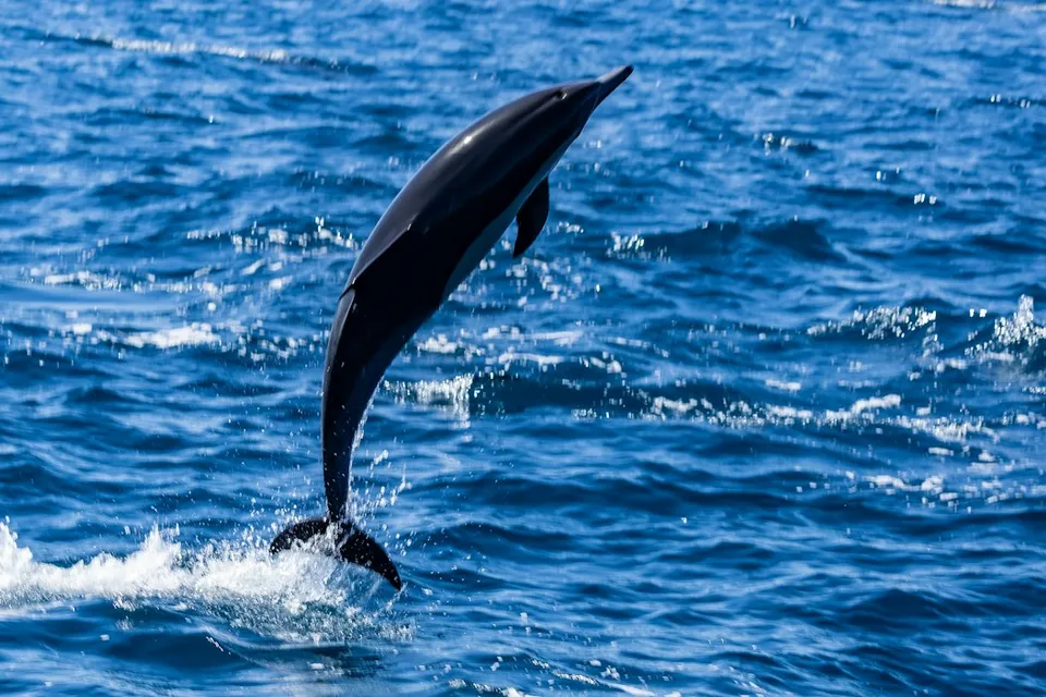 A dolphin is jumping out of the water
