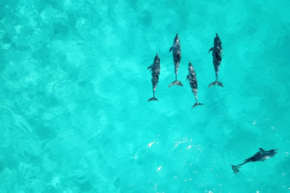 school of dolphins on body of water