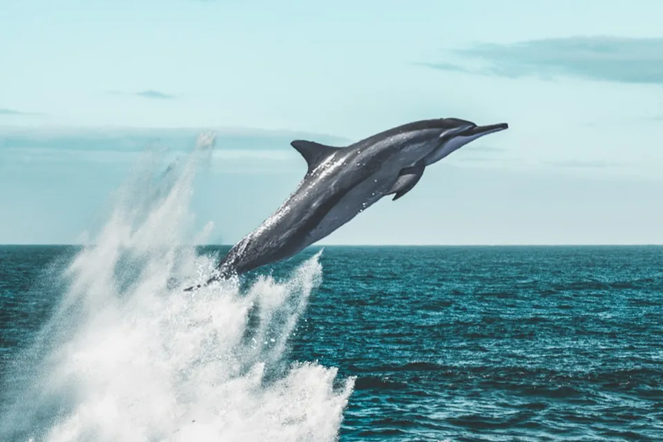 dolphin jumping on sea during daytime