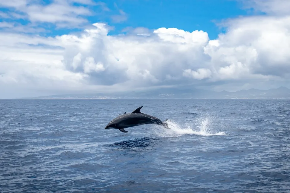 A dolphin jumping out of the water on a cloudy day