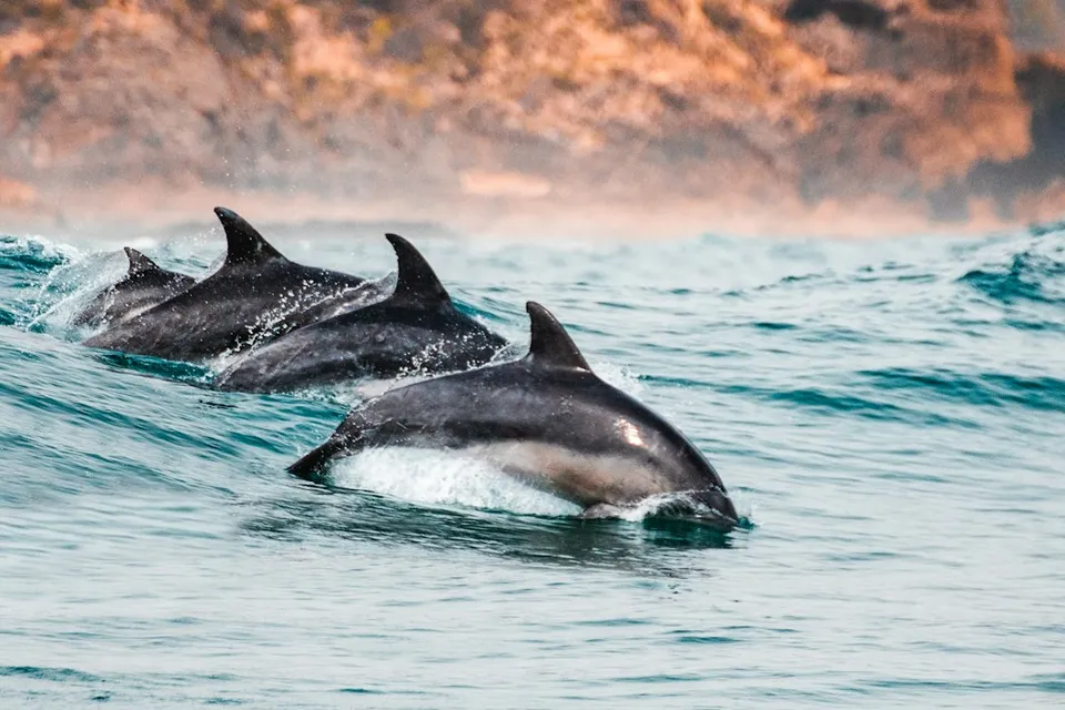a group of dolphins swimming in the ocean