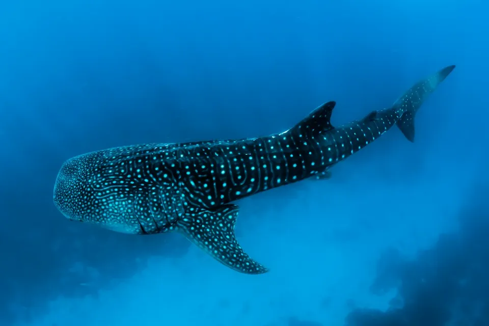 Whale Shark Tour By Kaani photo 2