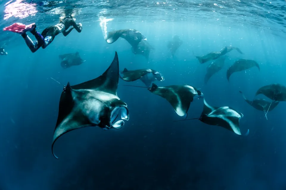 Whale Shark Tour By Kaani photo 5