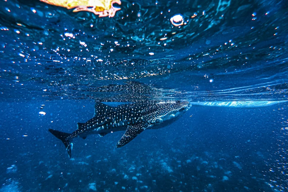 Whale Shark Tour By Kaani photo 3