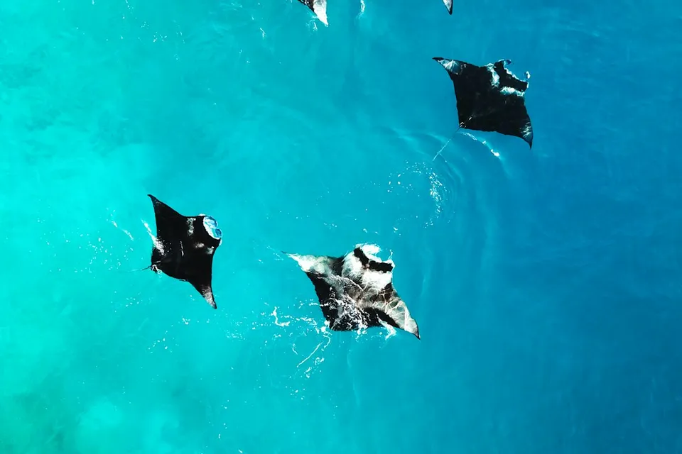 Whale Shark Tour By Kaani photo 4