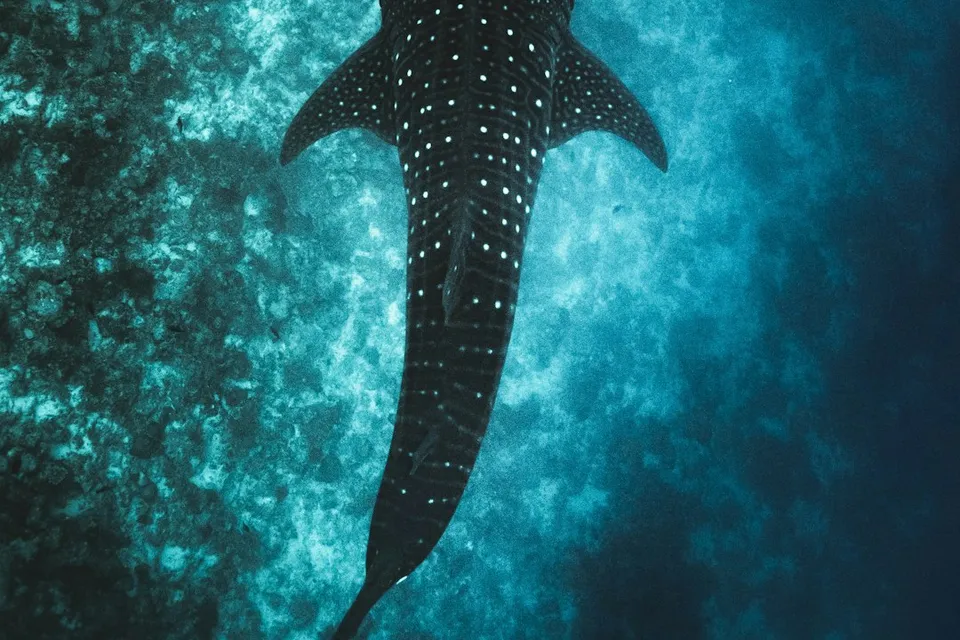 Whale Shark Tour By Kaani