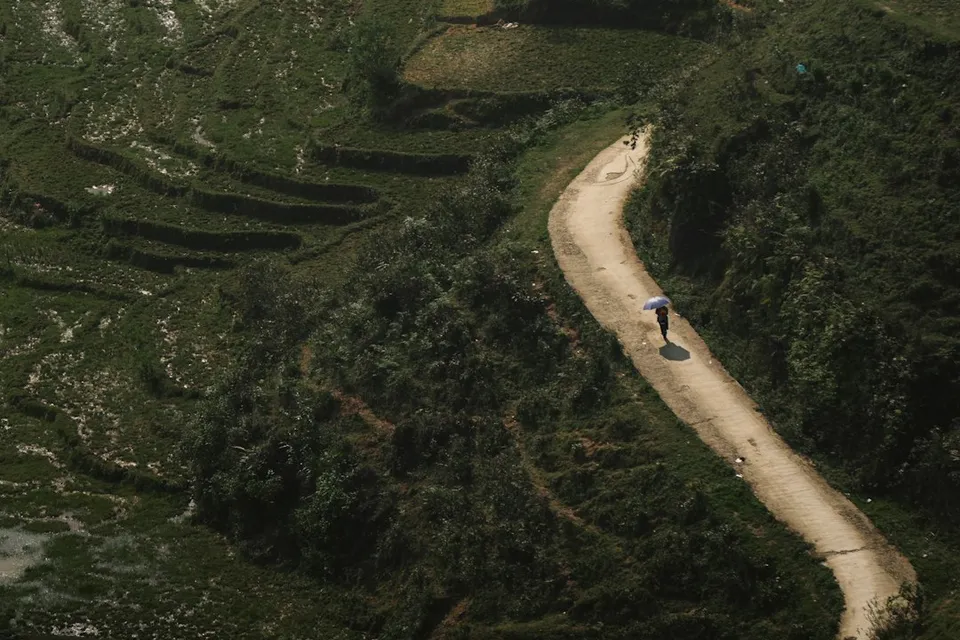 A person with an umbrella walking along a path through green terraced rice fields
