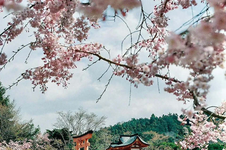 7N Japan: Cherry Blossom Special | With Flights Ex Mumbai / Ex Delhi / Ex Bangalore