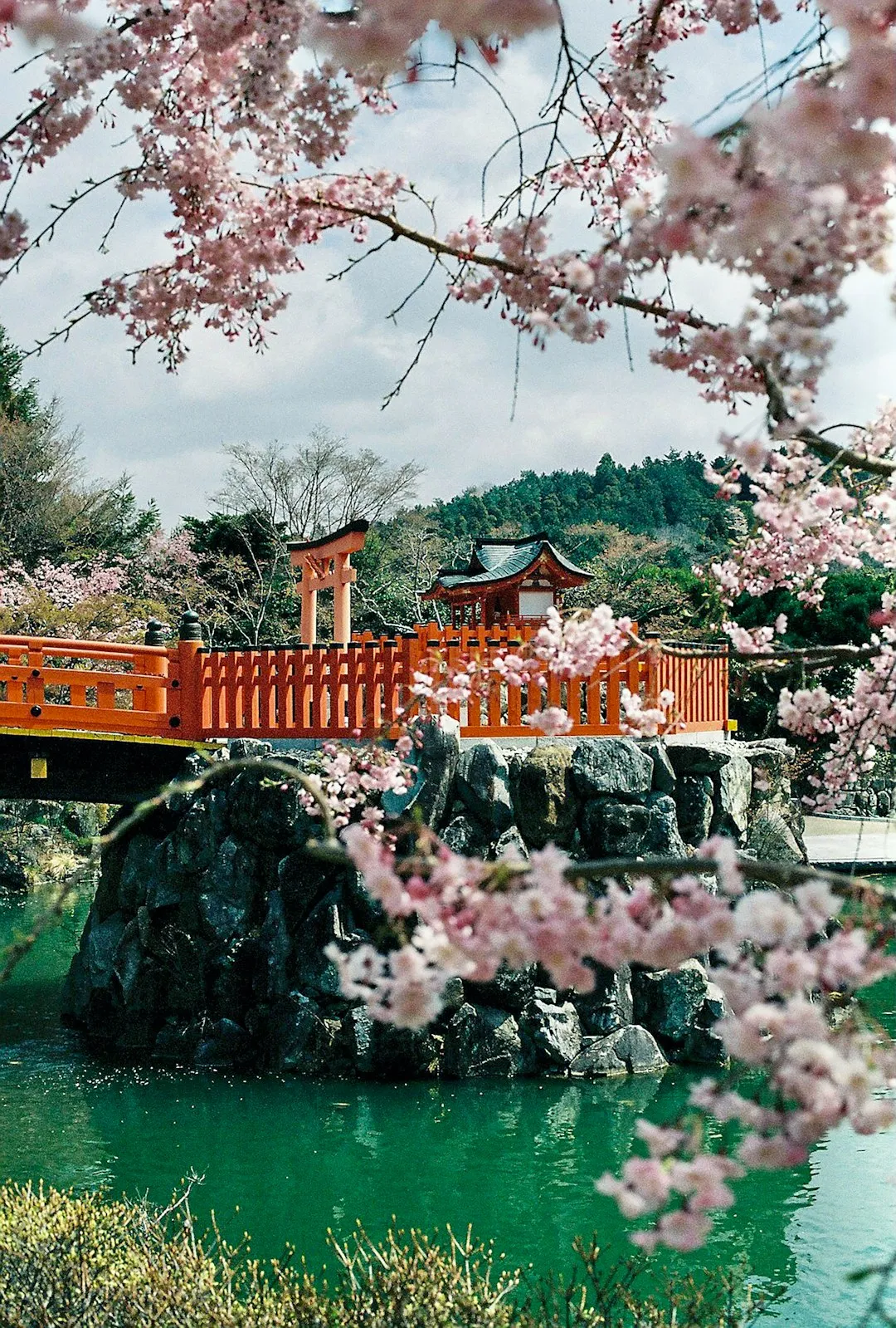 A red bridge and torii gate on a stone base surrounded by cherry blossoms