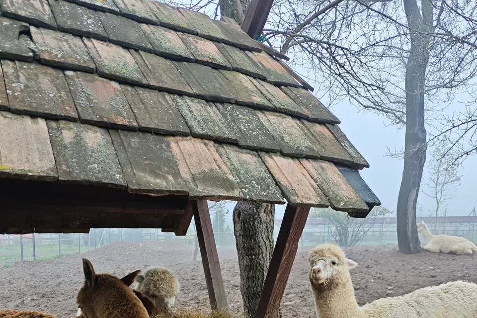 Shamakhi Alpaca Farm photo 6
