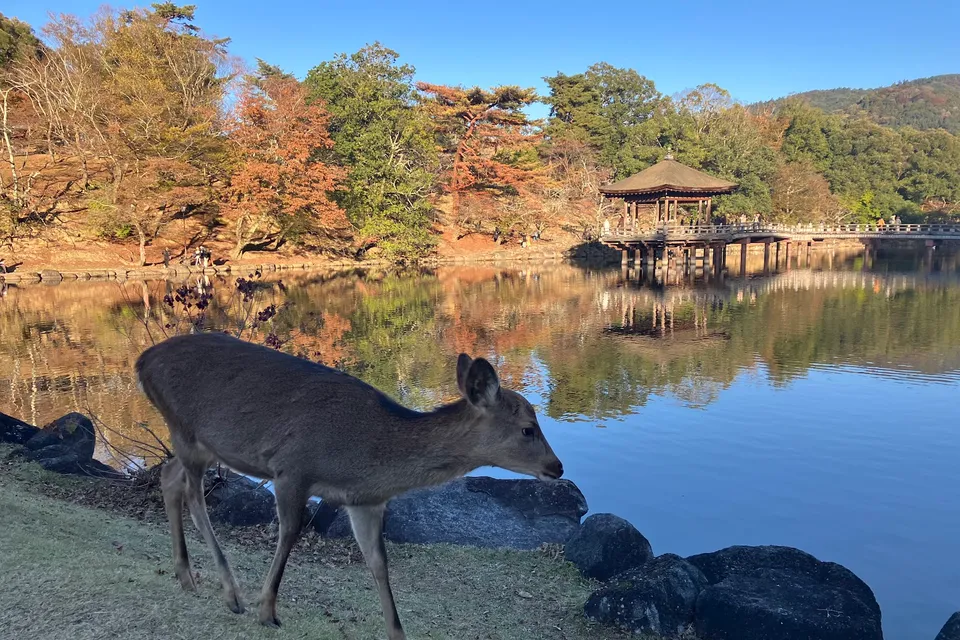 Nara Half Day & Osaka Half Day City photo 3