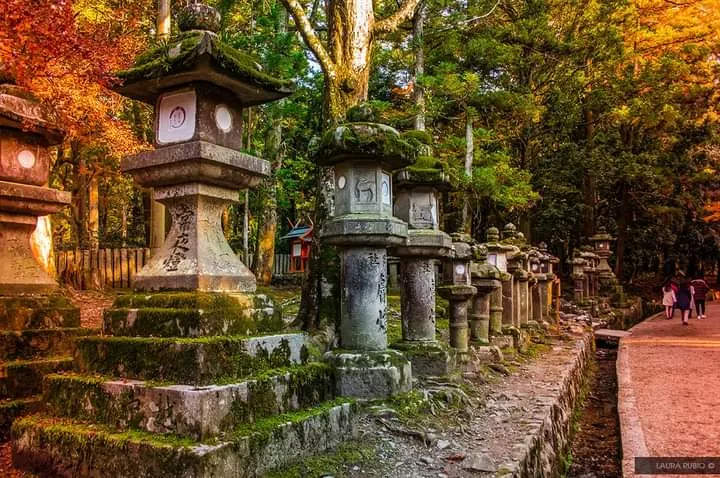 Nara Half Day & Osaka Half Day City photo 6