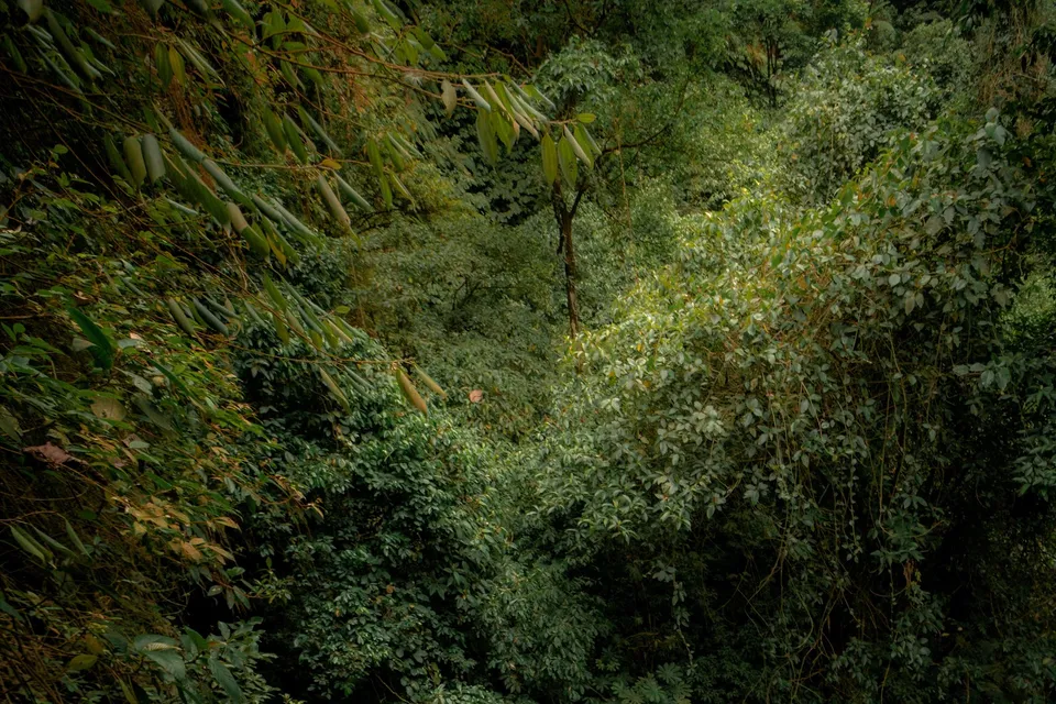 Sekumpul Falls photo 5