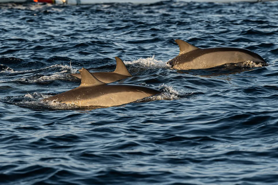 Lovina Dolphin Watching at Sea photo 3