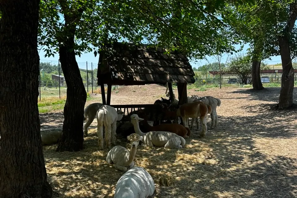 Shamakhi Alpaca Farm photo 10