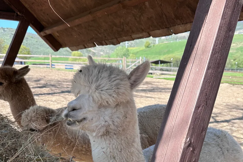 Shamakhi Alpaca Farm photo 8