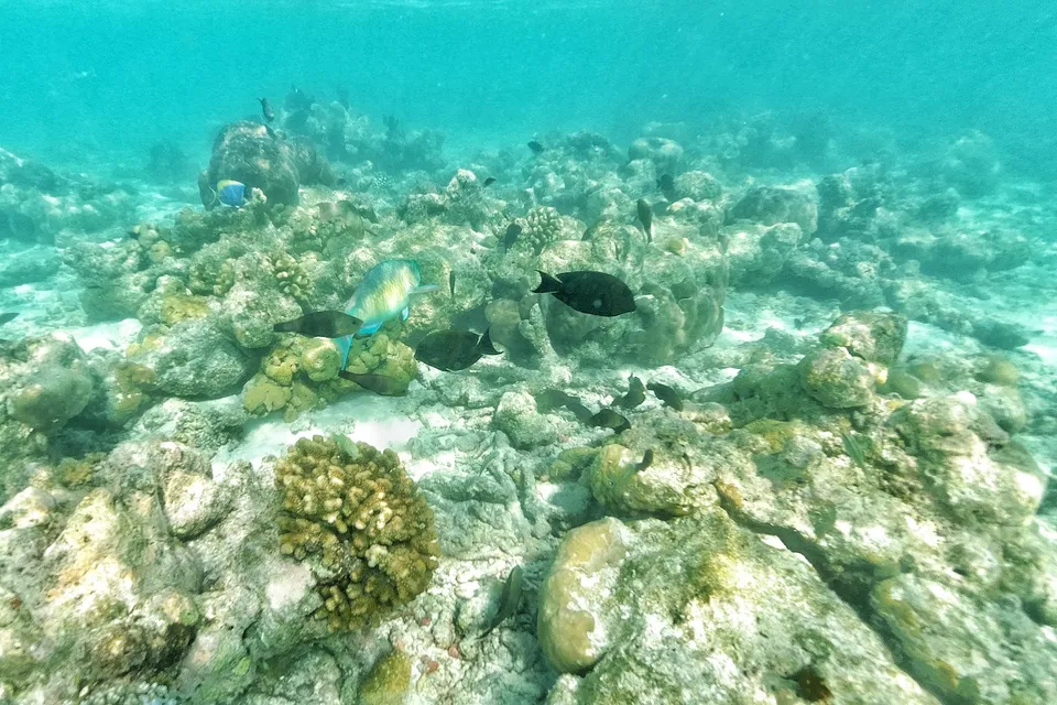 Adventure Trip (Explore North Male Atoll) by Kaani photo 2